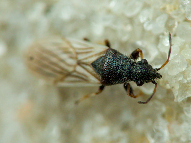 Microplax interrupta (Fieber, 1837)